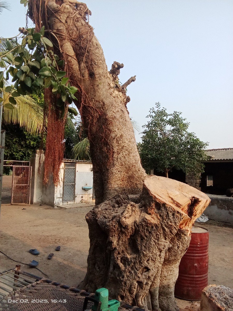 vadlanu zadu thhad
