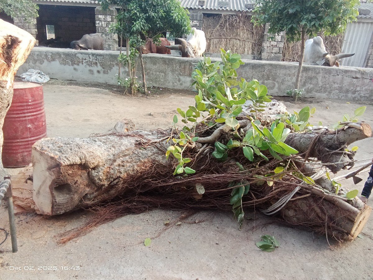 vadlanu zadu thhad
