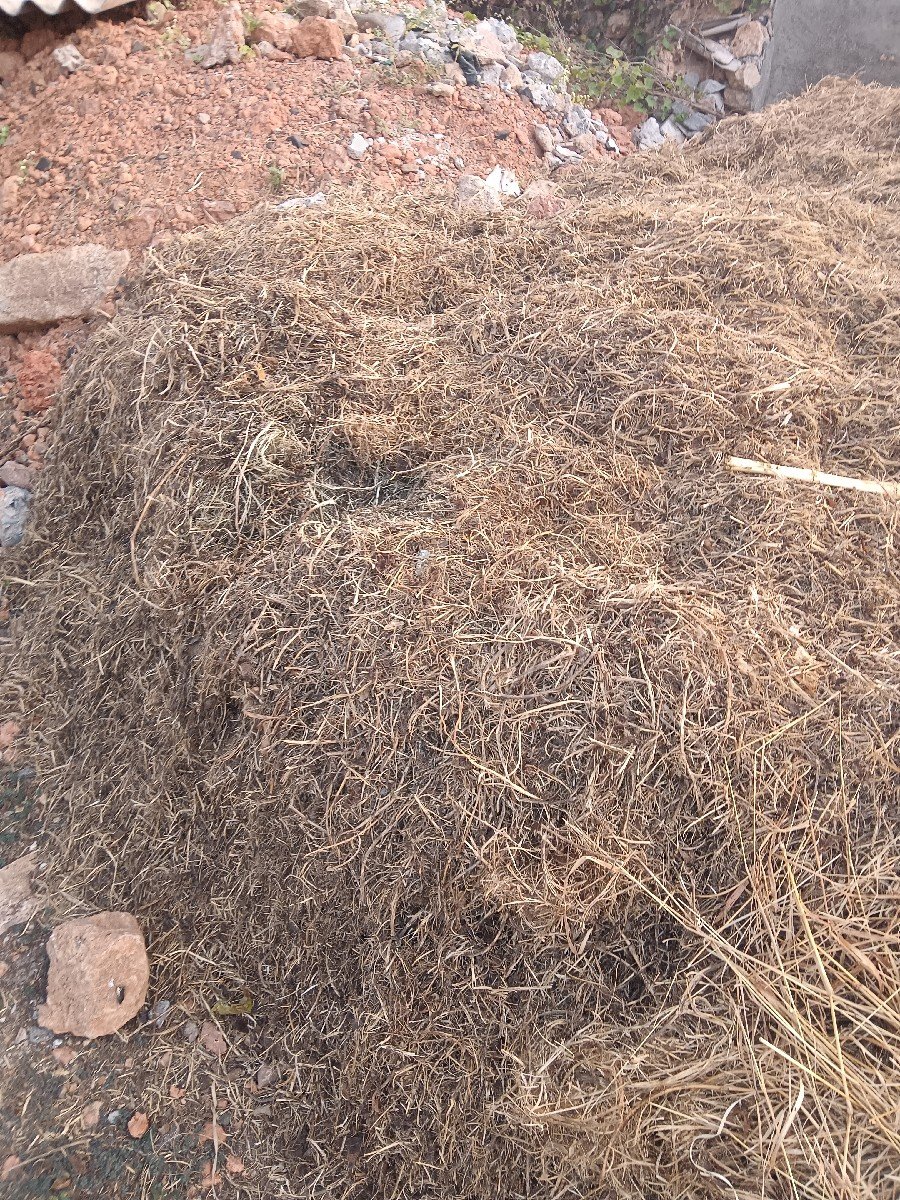માંડવીયુ વેચવાનું છે