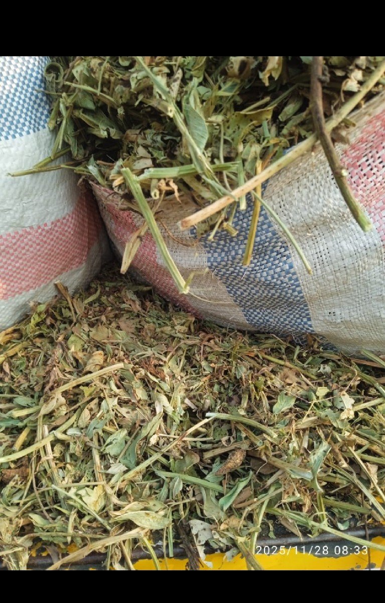 મગફળી નો પાલો લેવા માટે મળો
