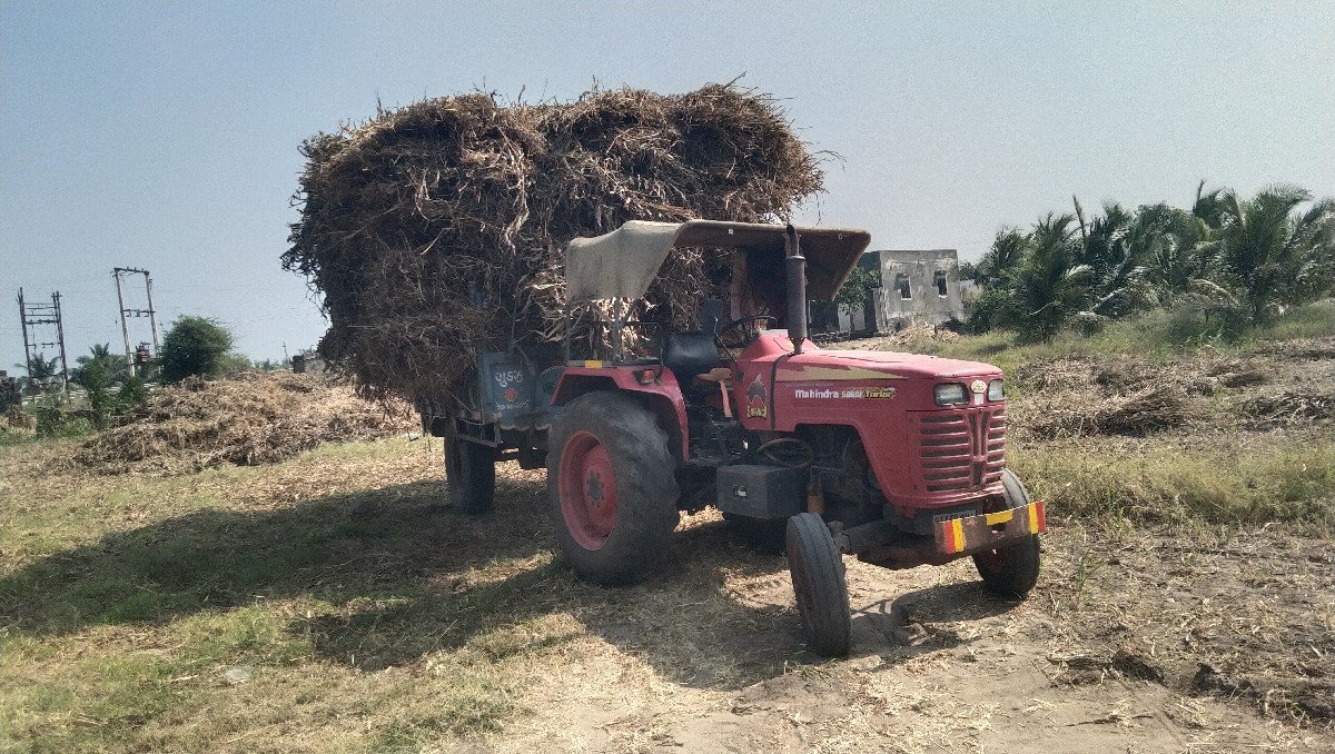 જુવાર ની નીરણ વેસવા ની છે