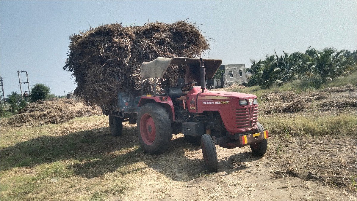 જુવાર ની નીરણ વેસવા ની છે