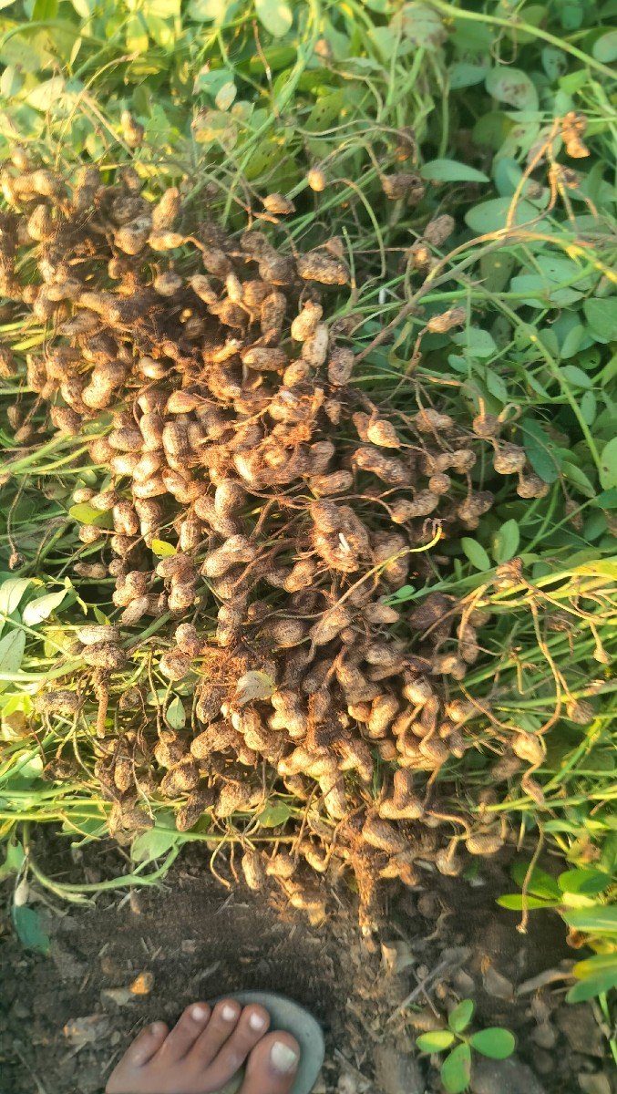 જી 20 કોરી માંડવી નું તેલ