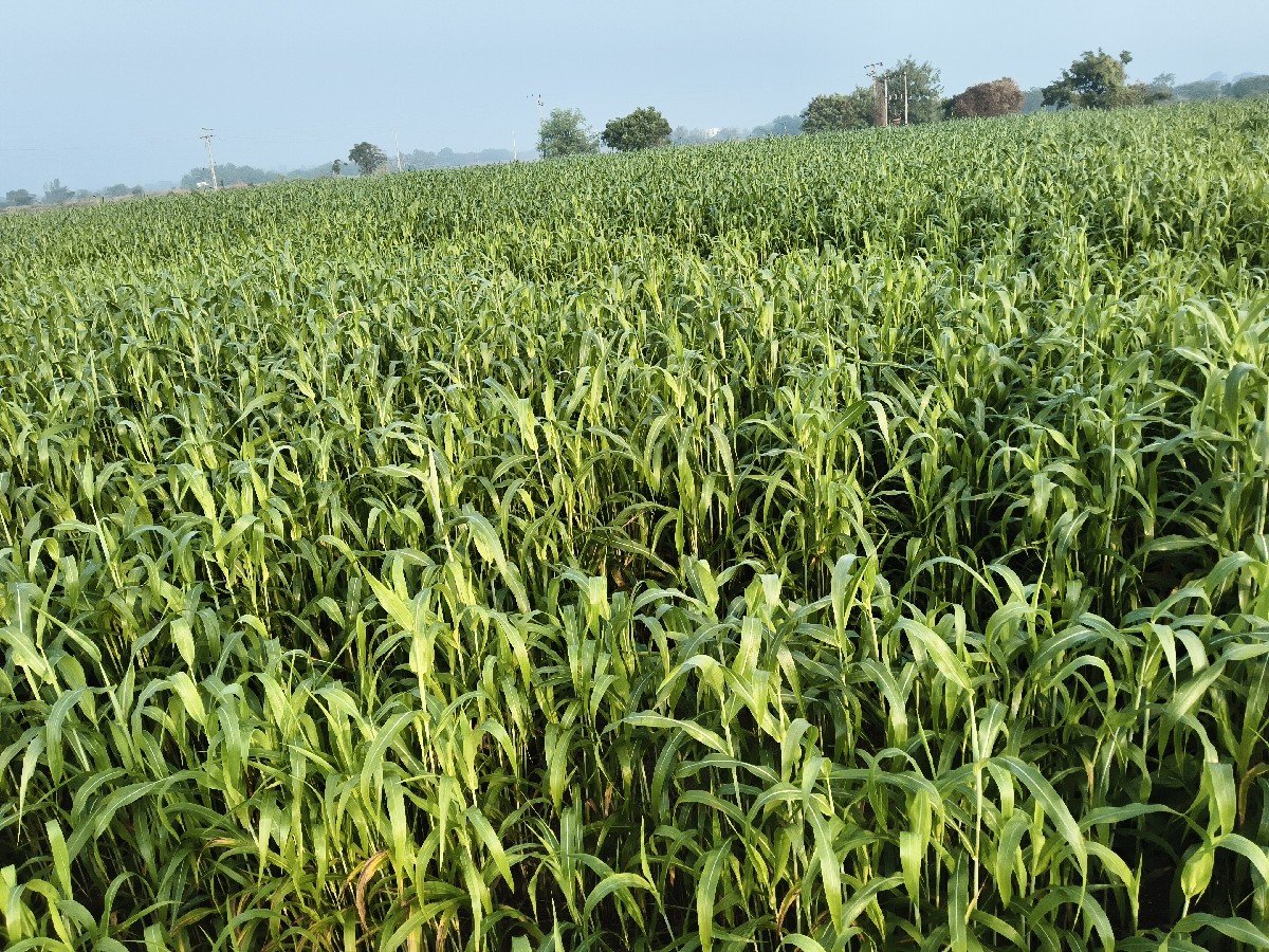 જુવાર વેચવાની છે સાત વિઘા ને