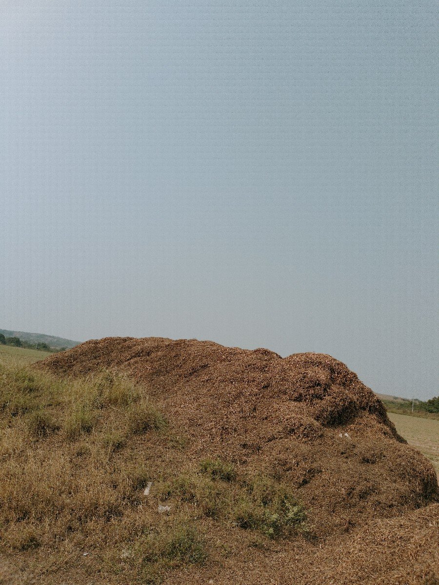 ભેસ