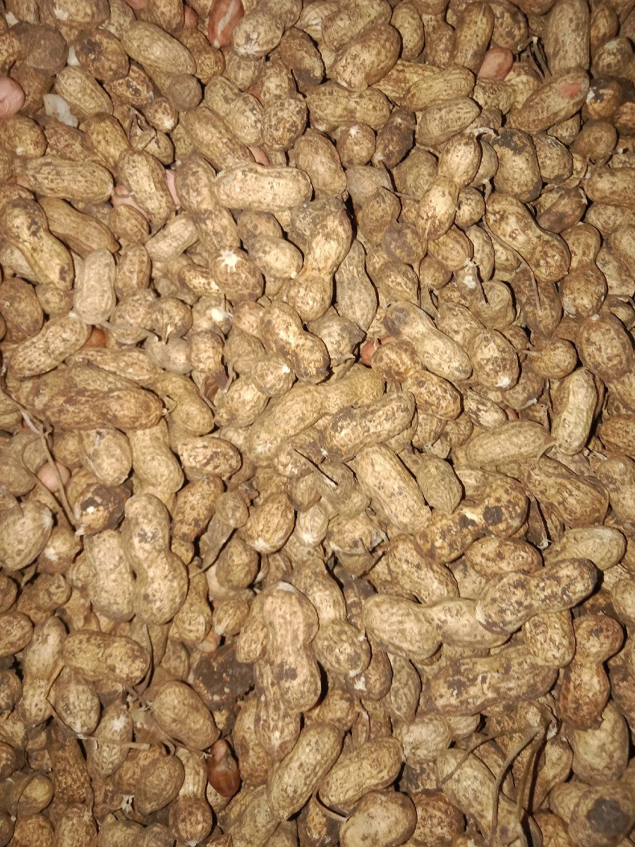 માંડવી ૩૯ વેચવાની છે
