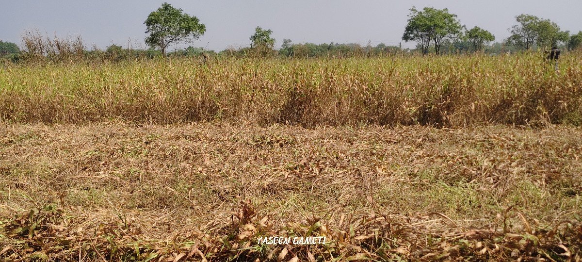 જુવાર નો ચારો