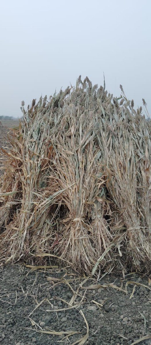 ગુંદરી ની નીરણ છે