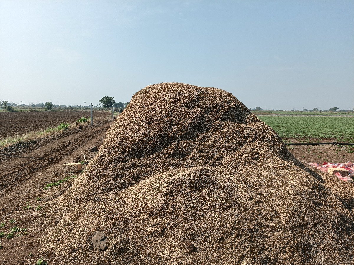 માંડવિયુ