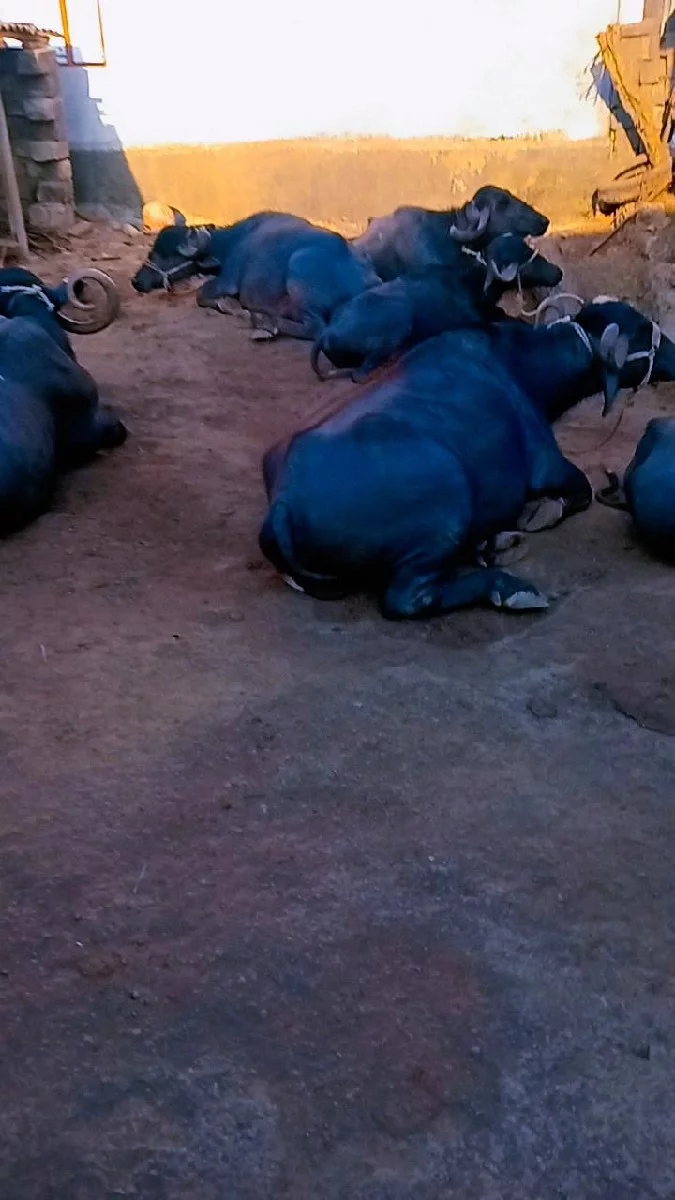 ખાતરવેસવાનુ સાલયુ દસ ફારકા
