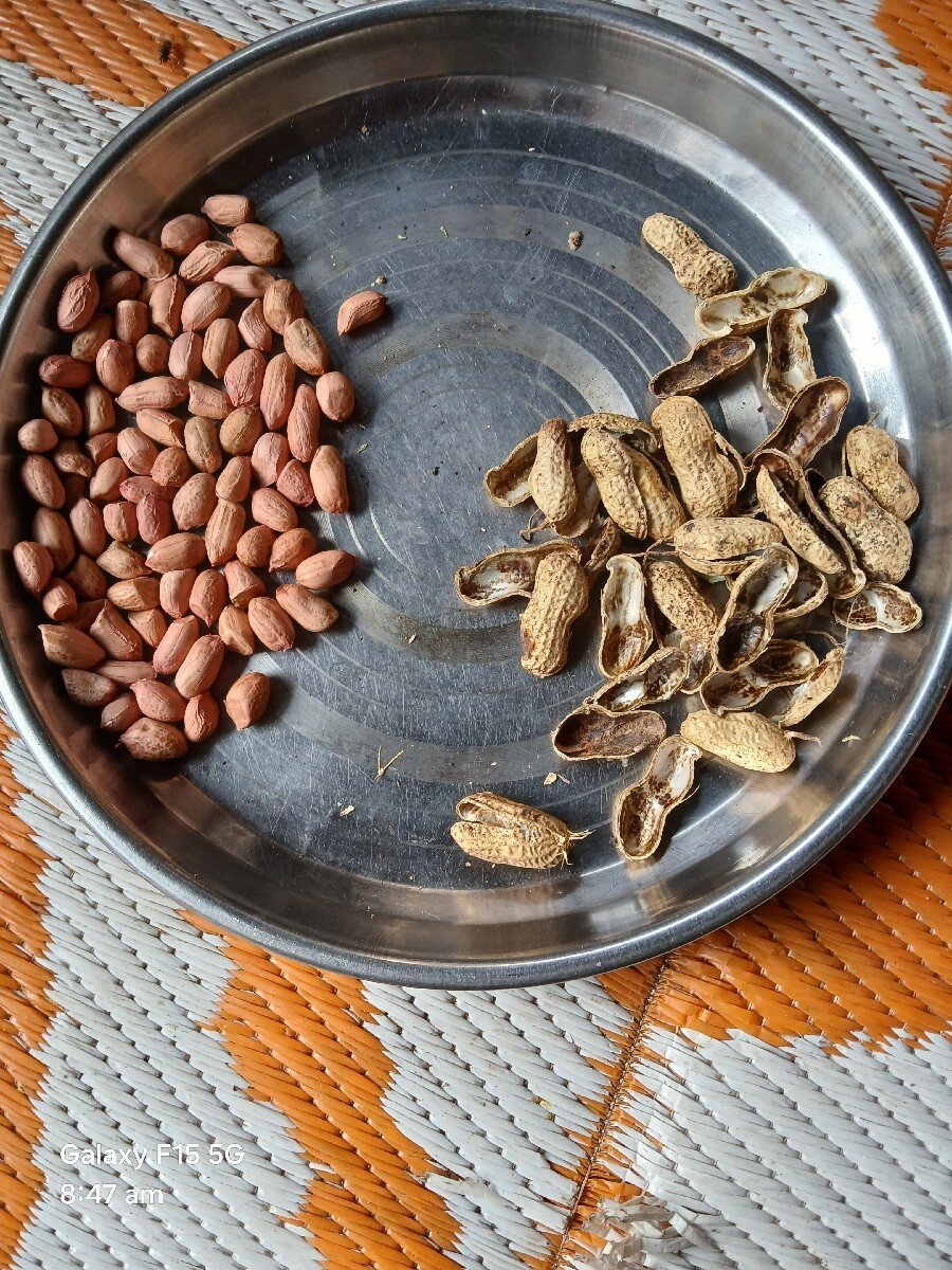 માંડવીના  બિયારણ  બેસવાની છે