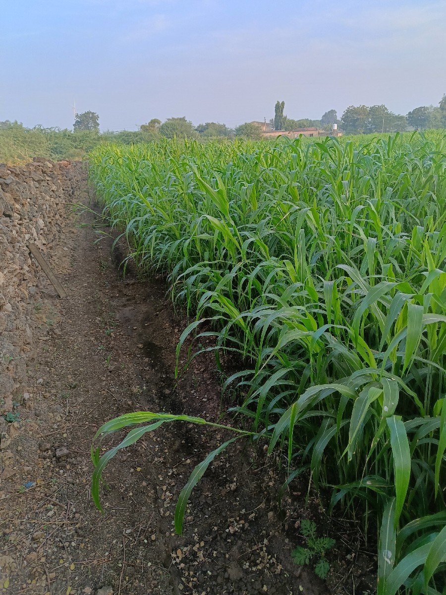 જુવાર વેચવાની