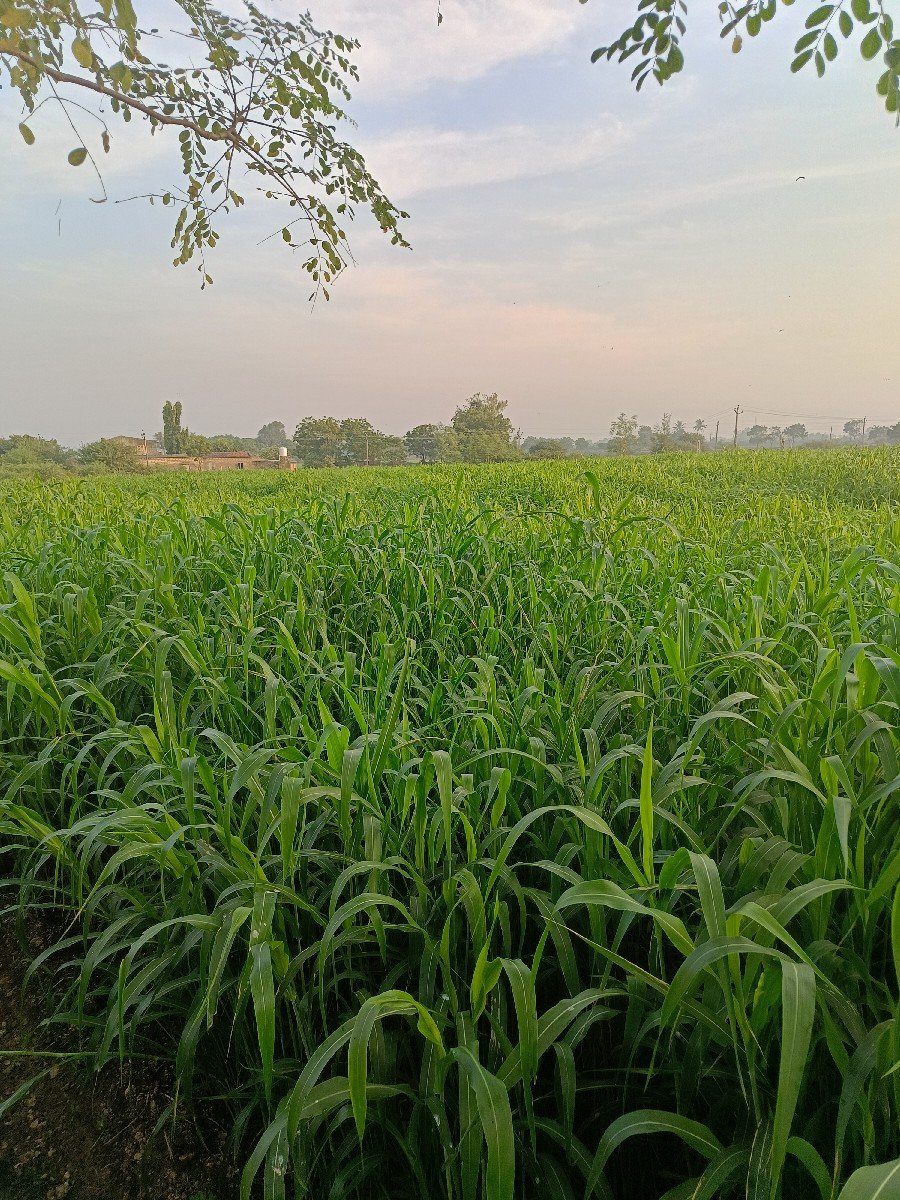 જુવાર વેચવાની
