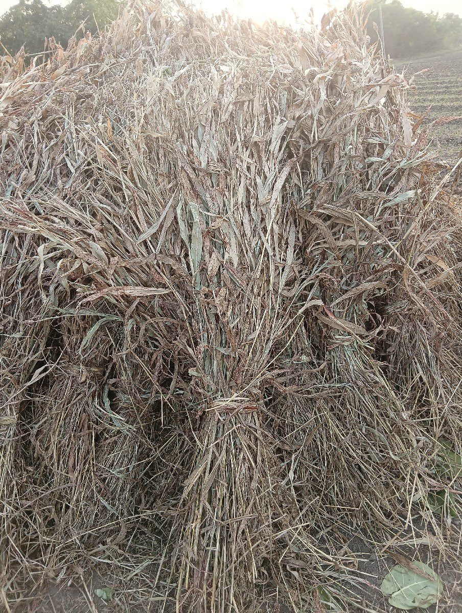 સાર વેસવા ની છે