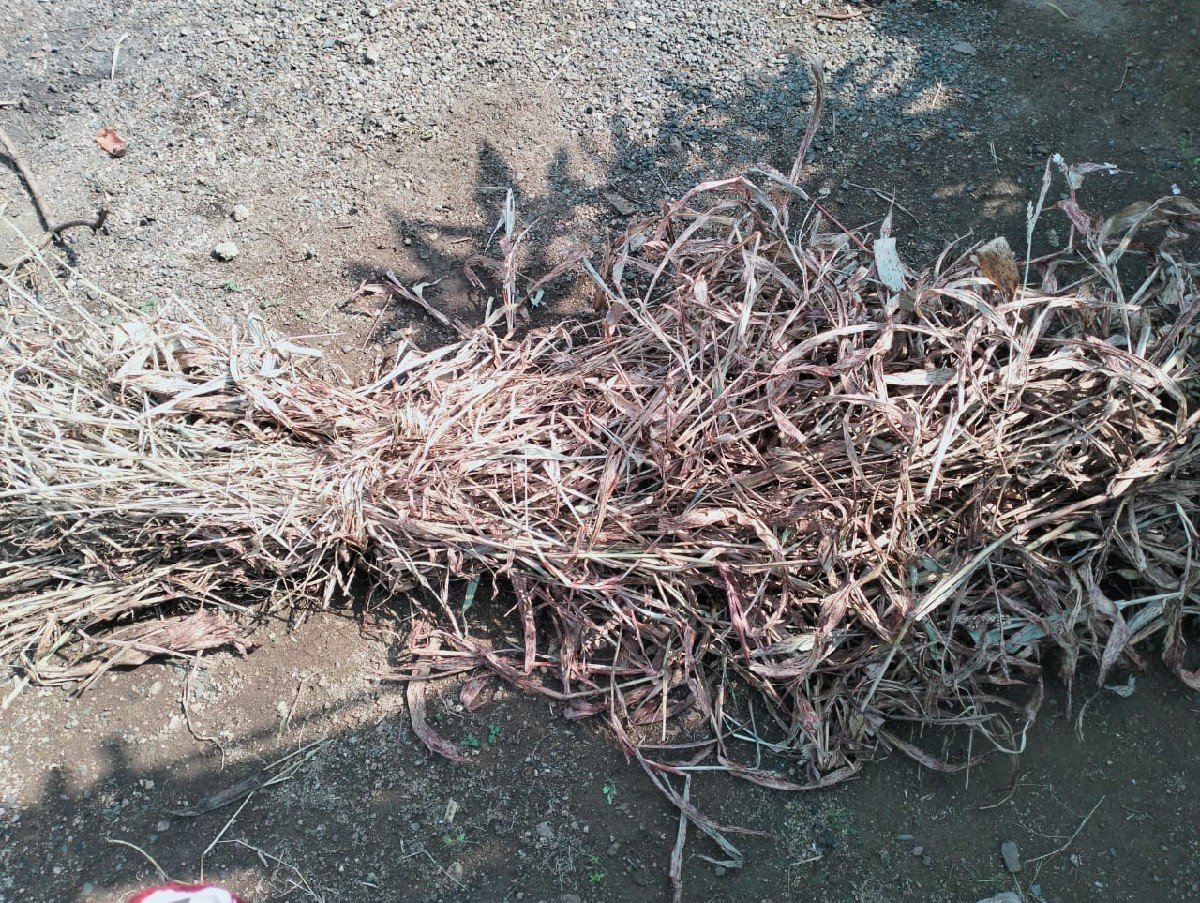 suki juvar na pura devana che