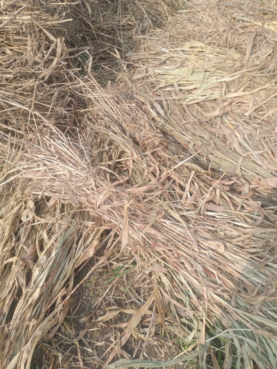 નિણા