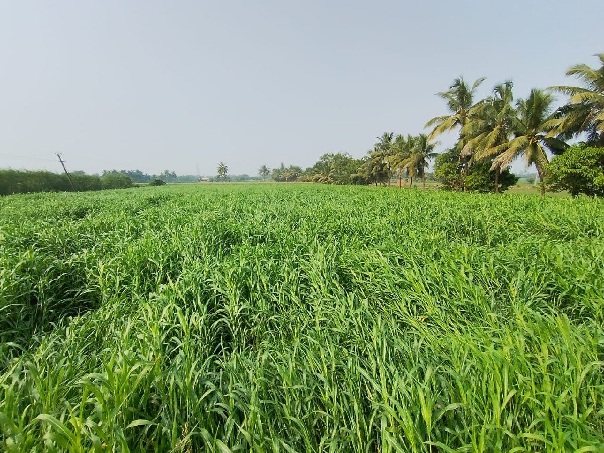 જુવાર નો ચારો વેચવા નો છે.