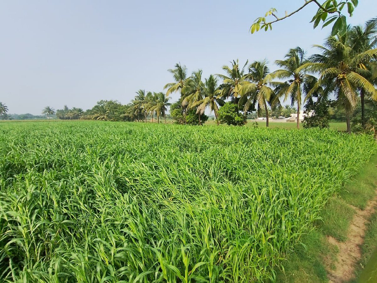 જુવાર નો ચારો વેચવા નો છે.