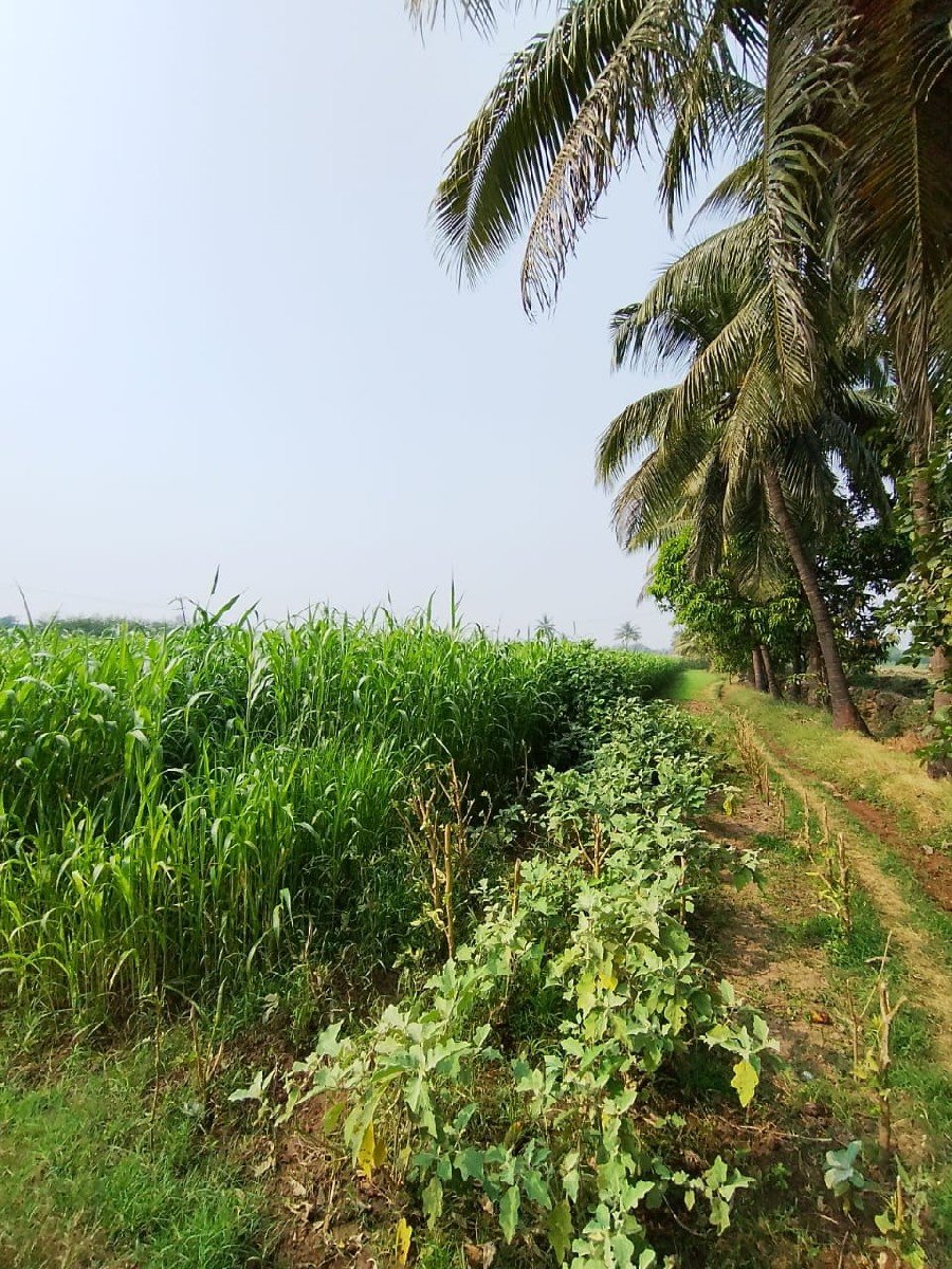 જુવાર નો ચારો વેચવા નો છે.