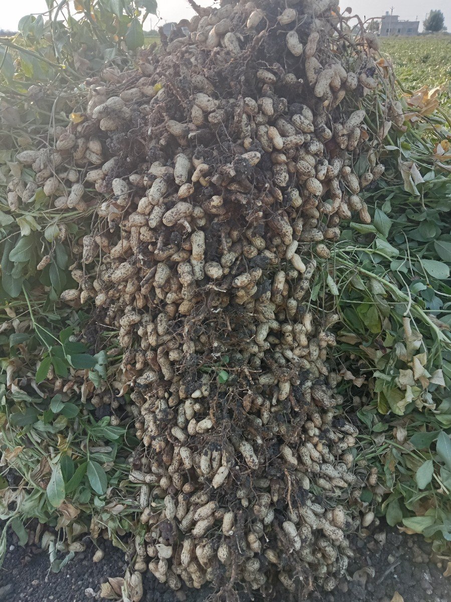 માડવી વેશવાની શે