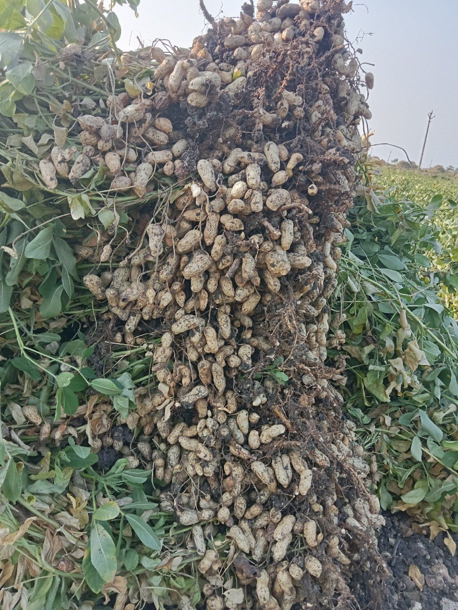 માડવી વેશવાની શે