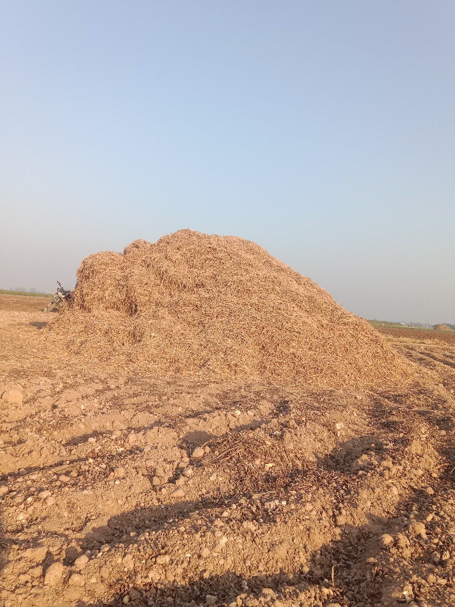માંડવી નો ભૂકો વેચવાનો છે