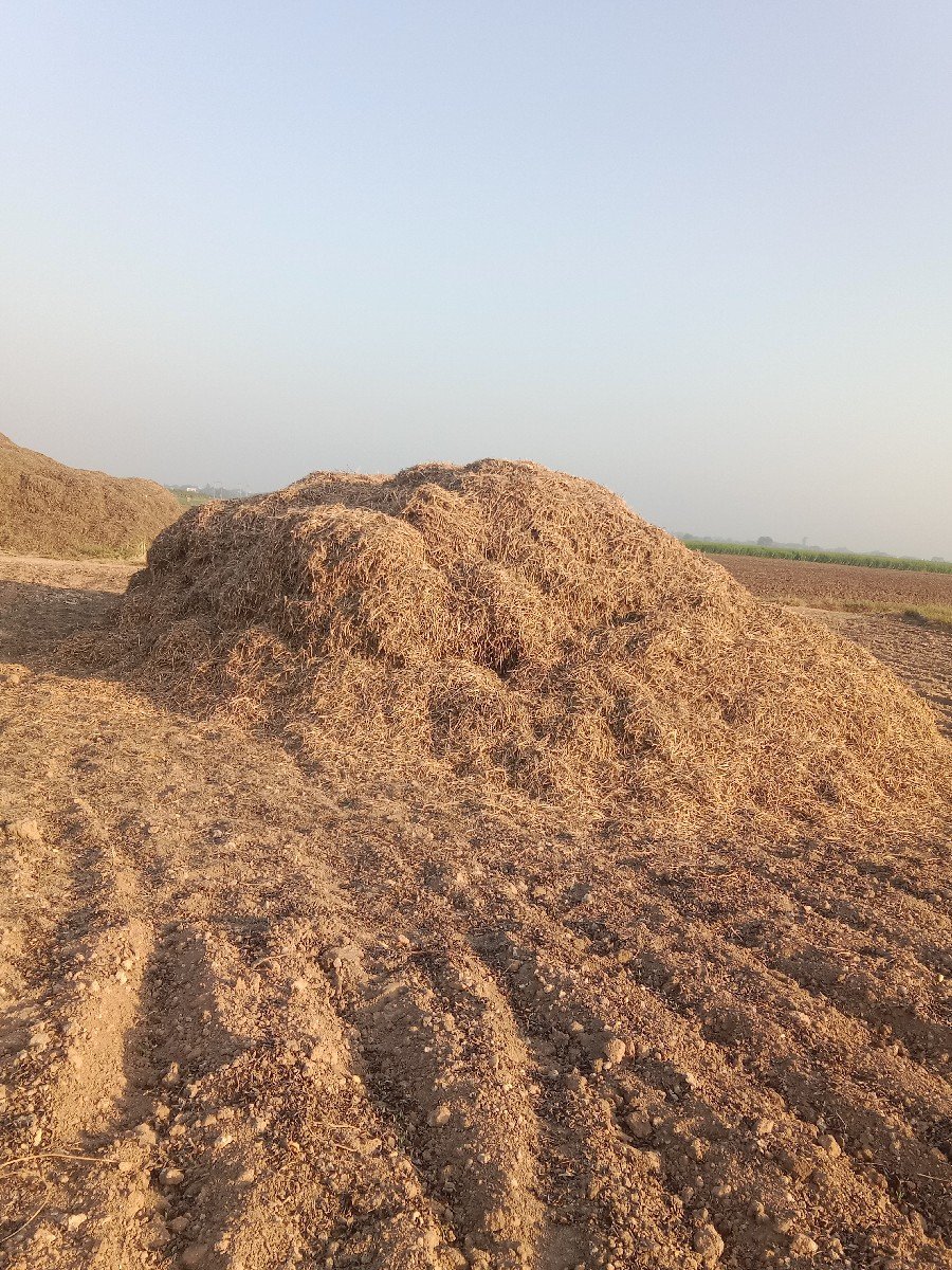 માંડવી નો ભૂકો વેચવાનો છે