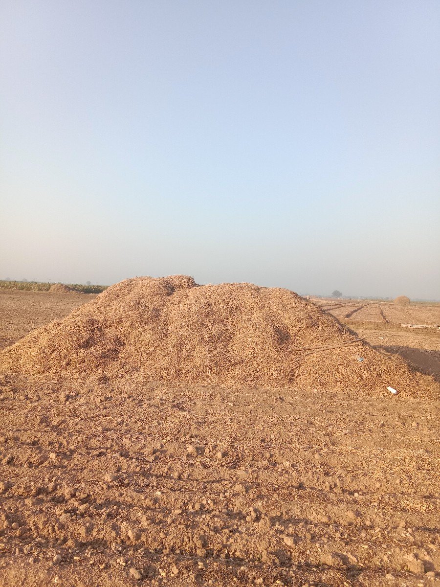 માંડવી નો ભૂકો વેચવાનો છે