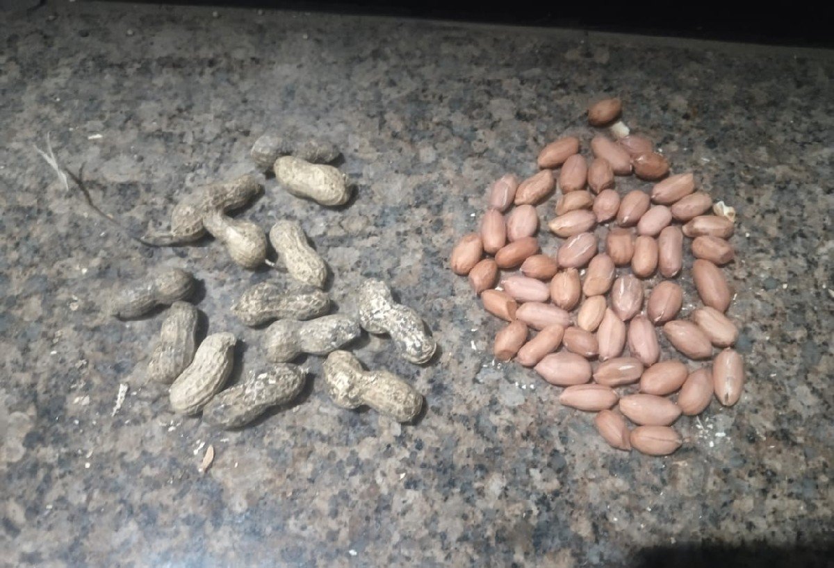માડવી નુ‌‌ બીયારણ‌ વેચવાનુ‌‌