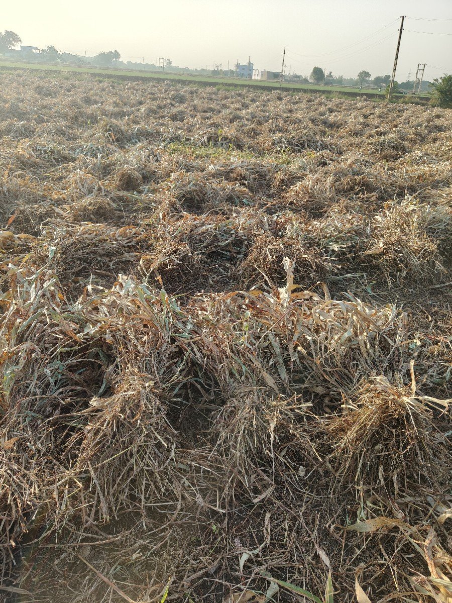નિરણ વેસવાની છે