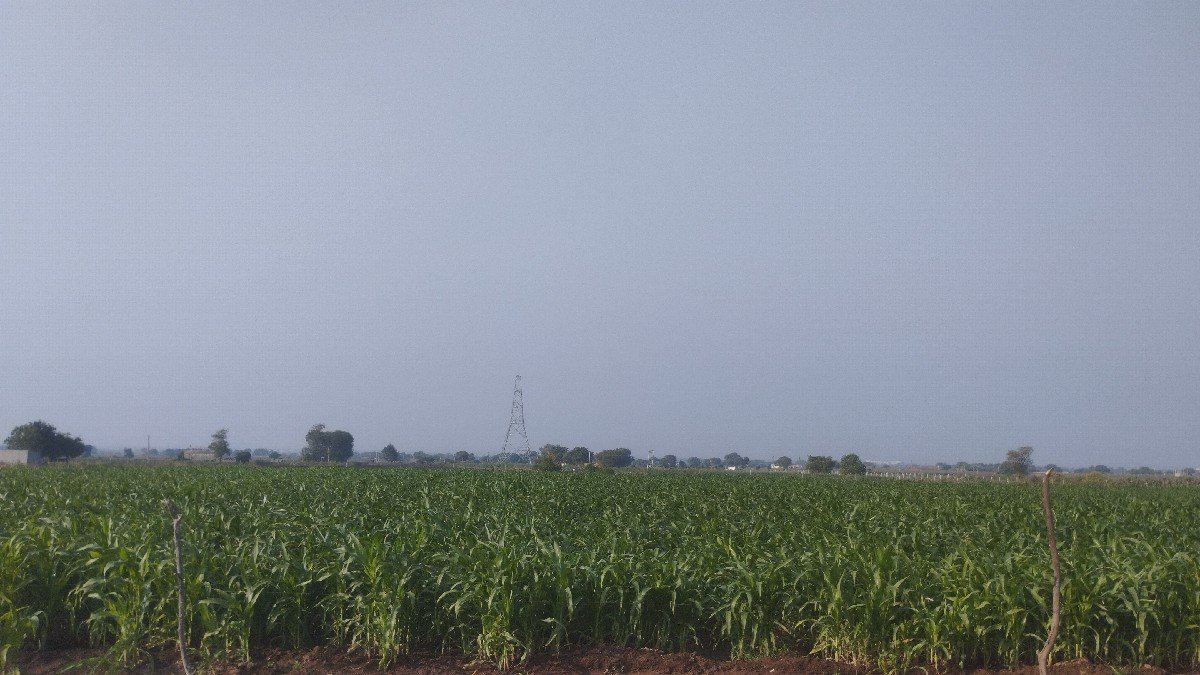 લીલી મકાઈ