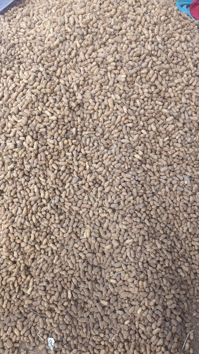 mandavi