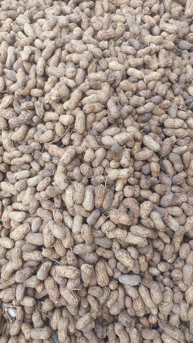 mandavi