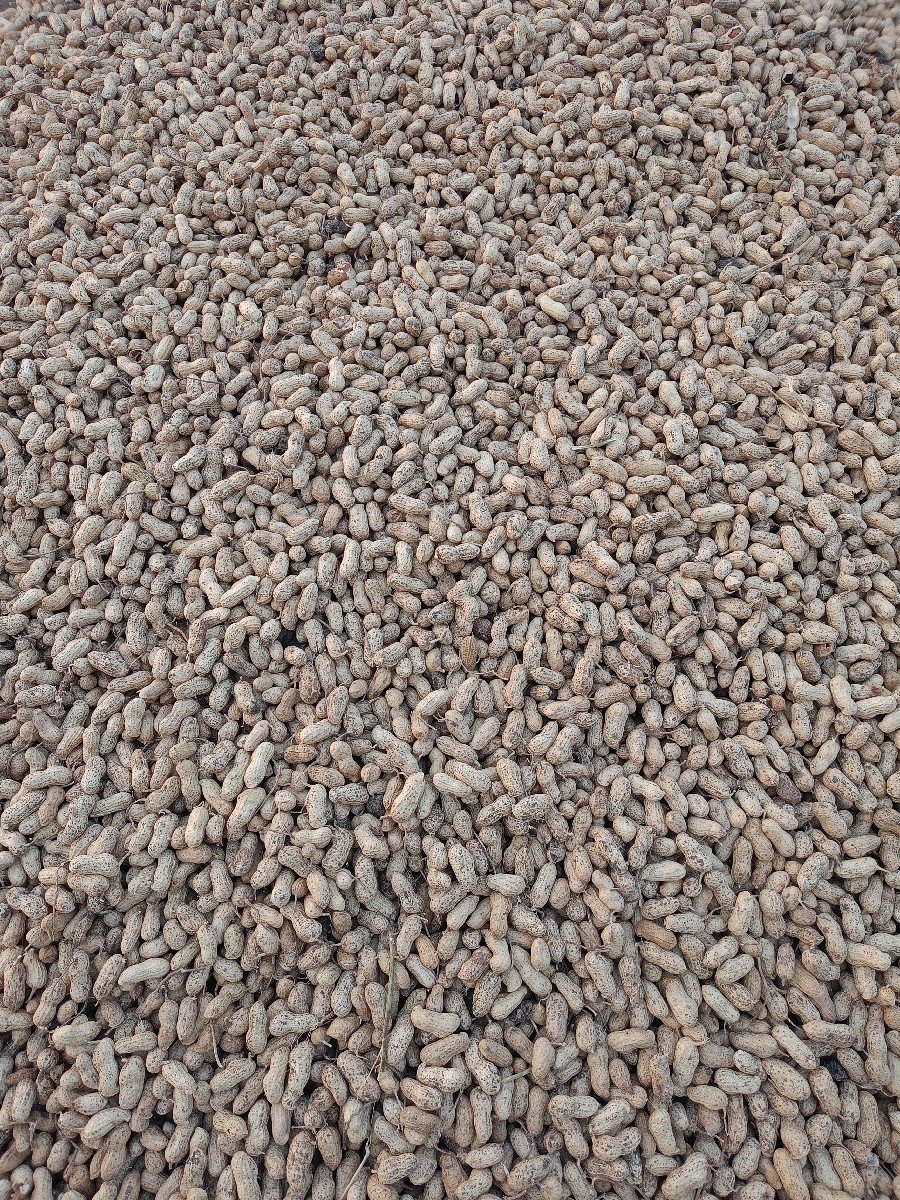 22 નંબર મગફળી વેચવાની છે