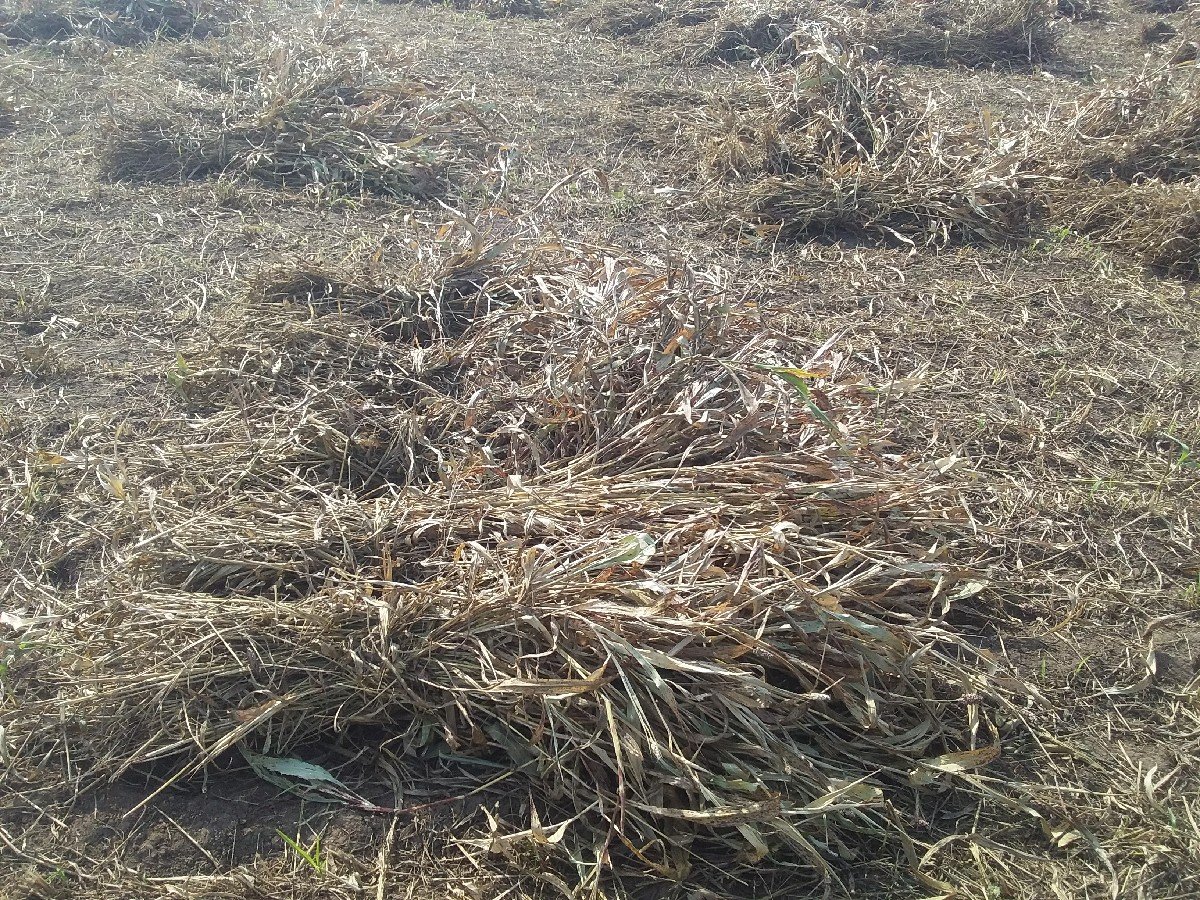 સારવેચ    વાનીછે