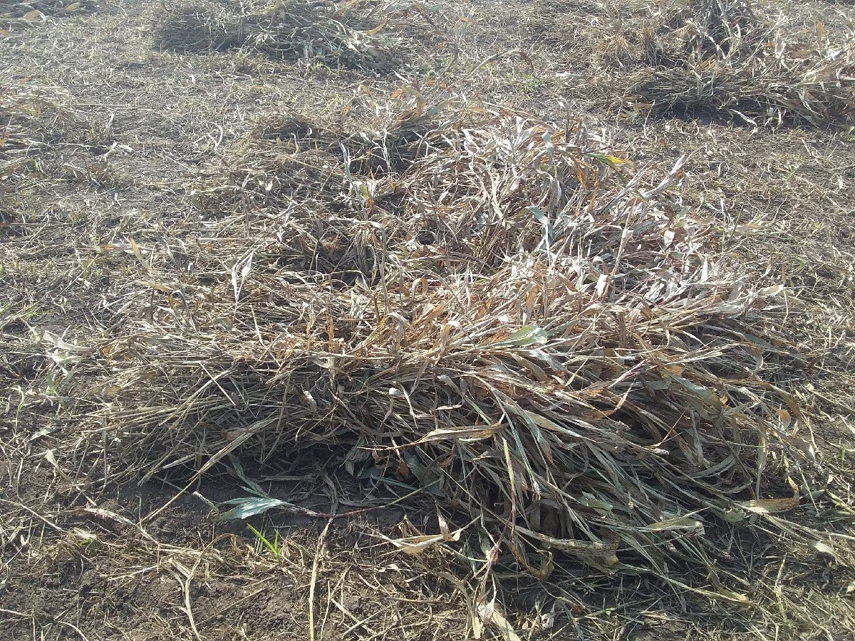 સારવેચ    વાનીછે