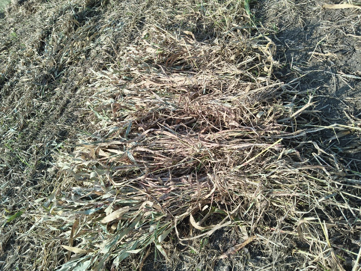 જુવાર