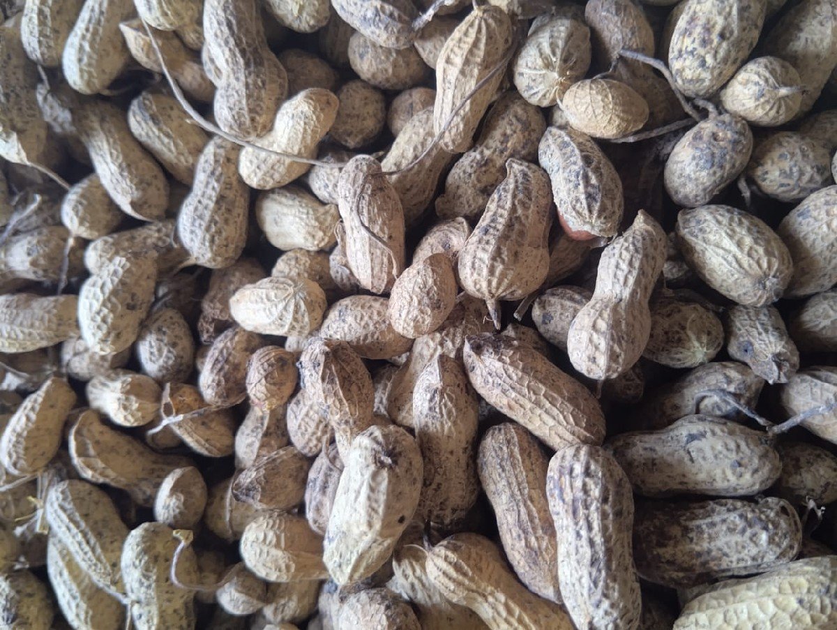 મગફળી બિયારણ