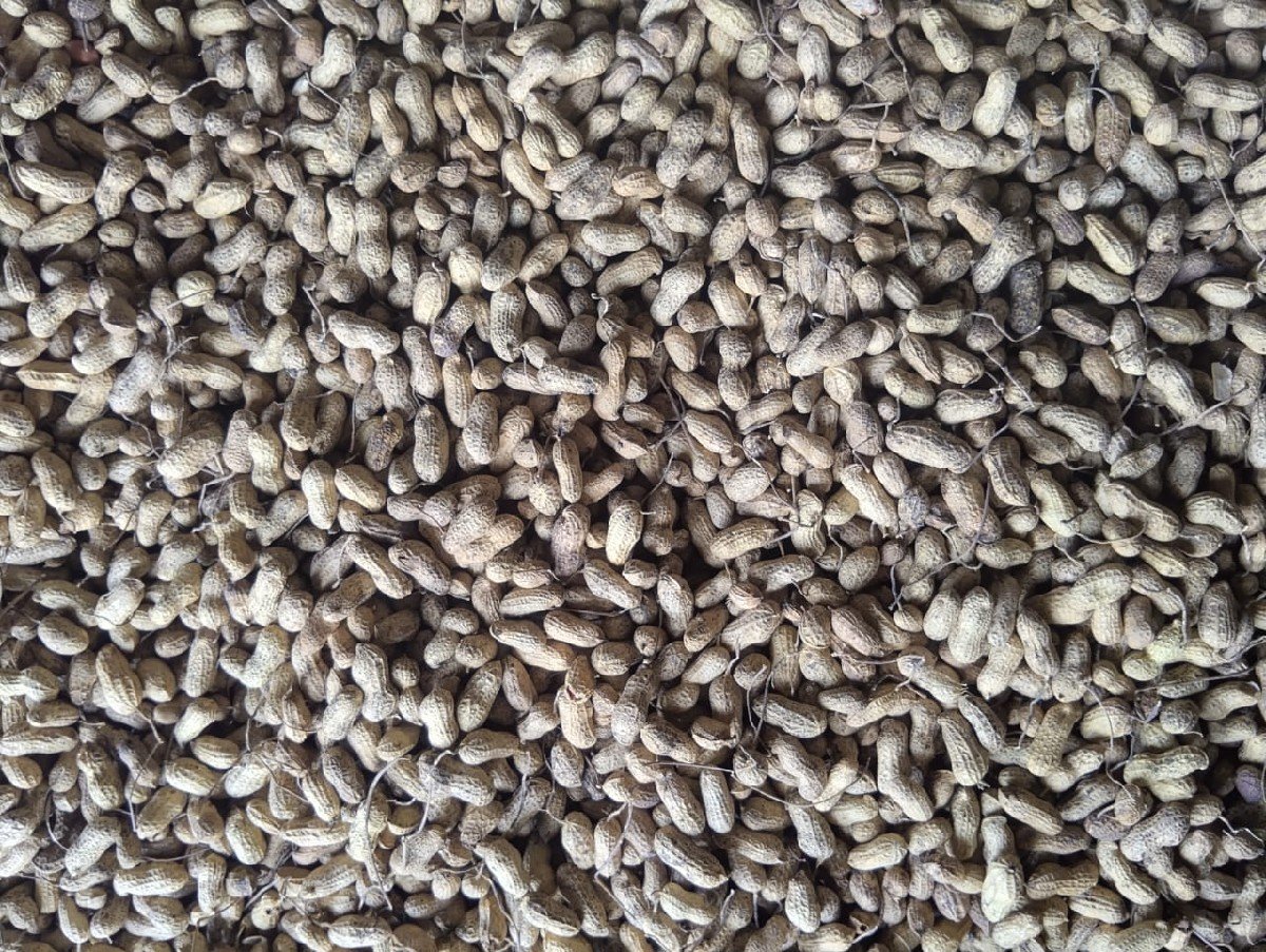 મગફળી બિયારણ