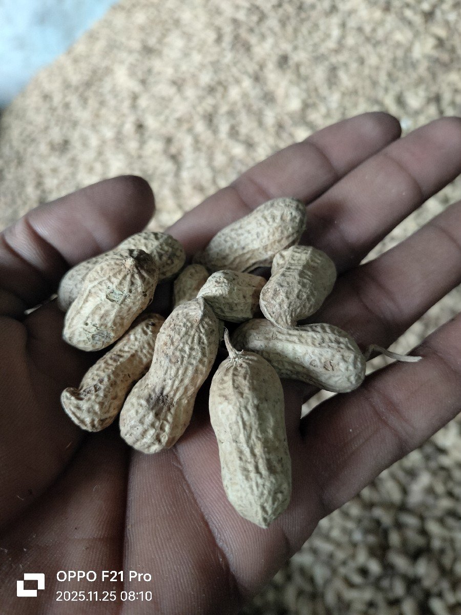 mandvi 51 nambar