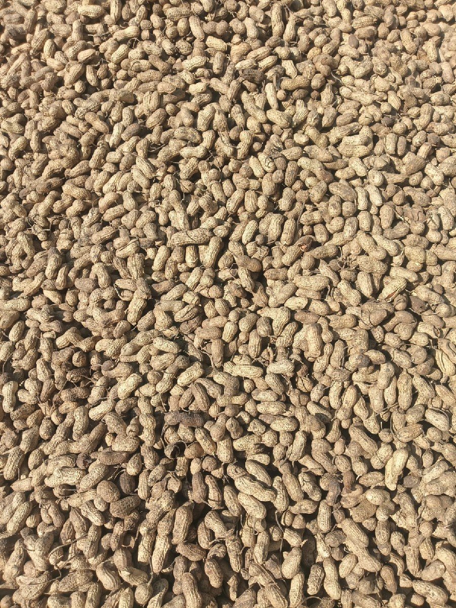 શીષક