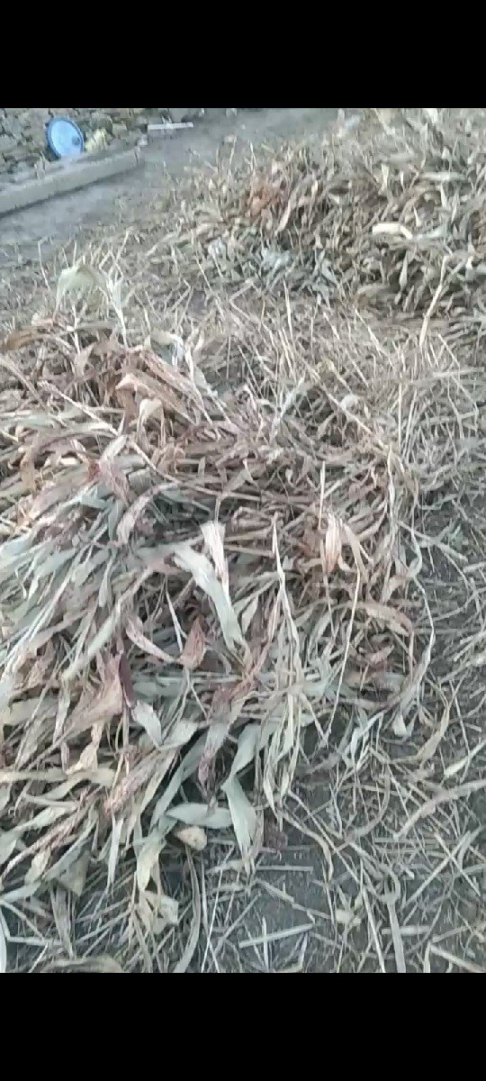 જુવાર નો ચારો