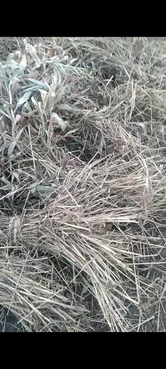 જુવાર નો ચારો