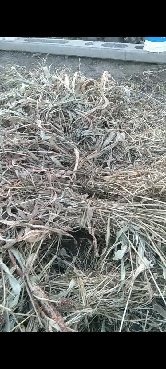 જુવાર નો ચારો