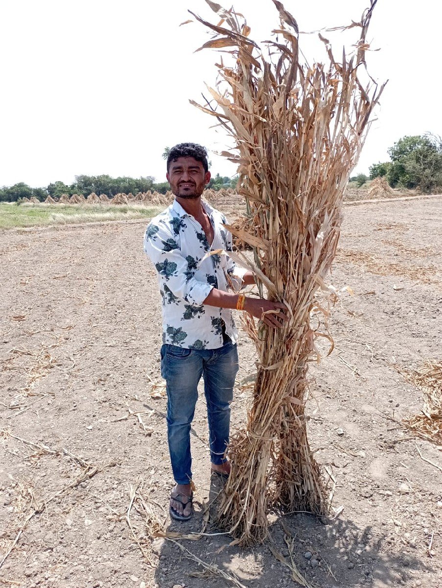 દેશી જુવાર