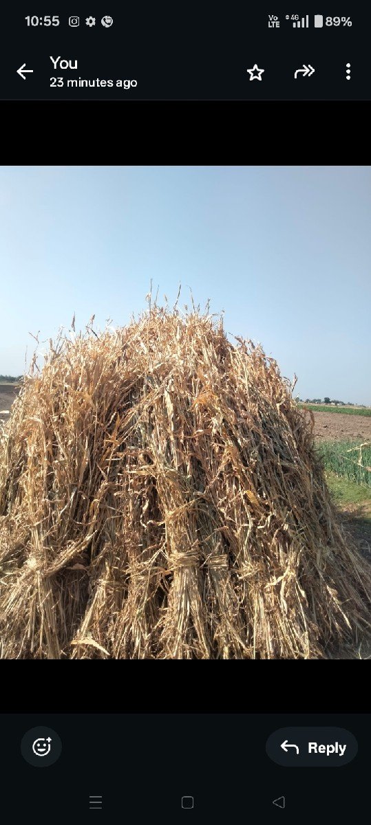 જવાર ની સાર વેચવાની છે.