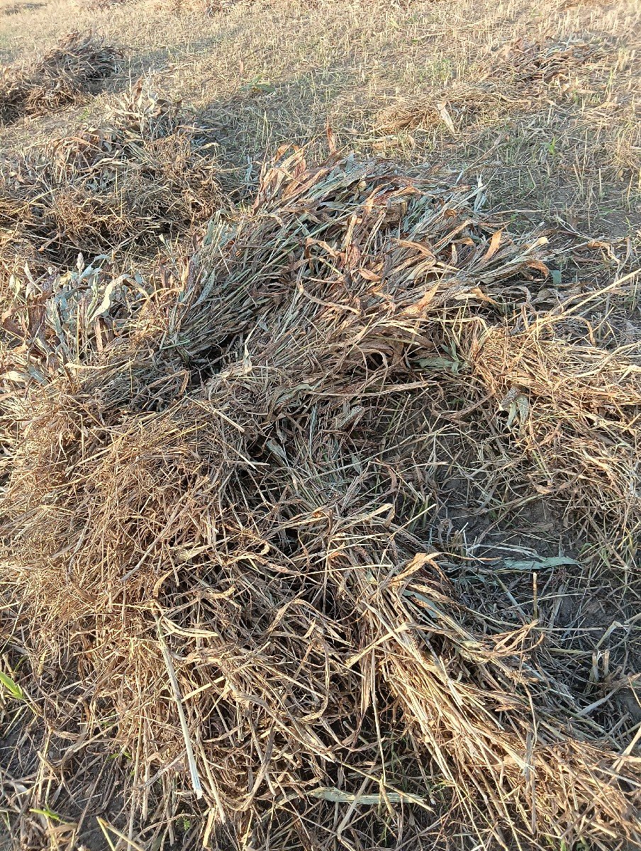 જુવારનો ચારો વેચવાનો છે