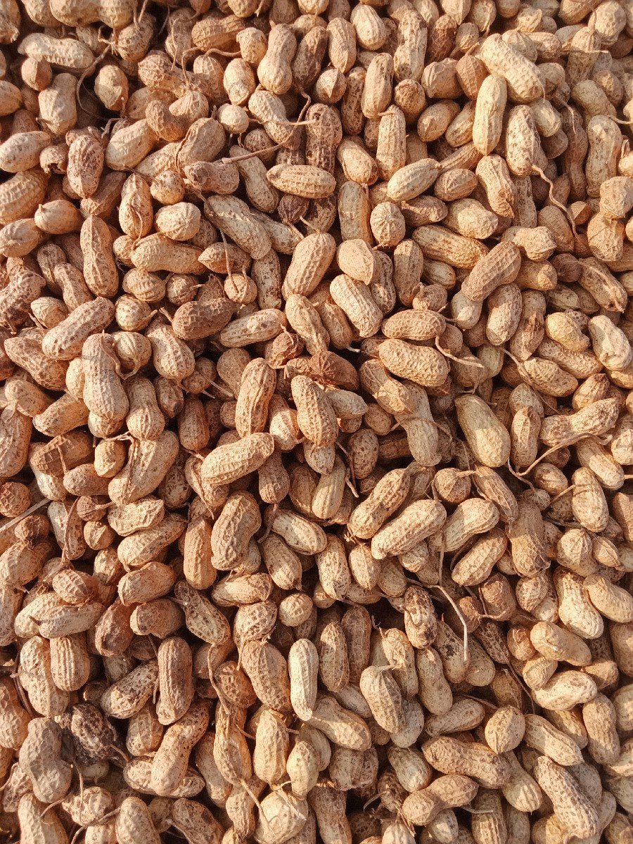 મગફળી વેચવાનીછે