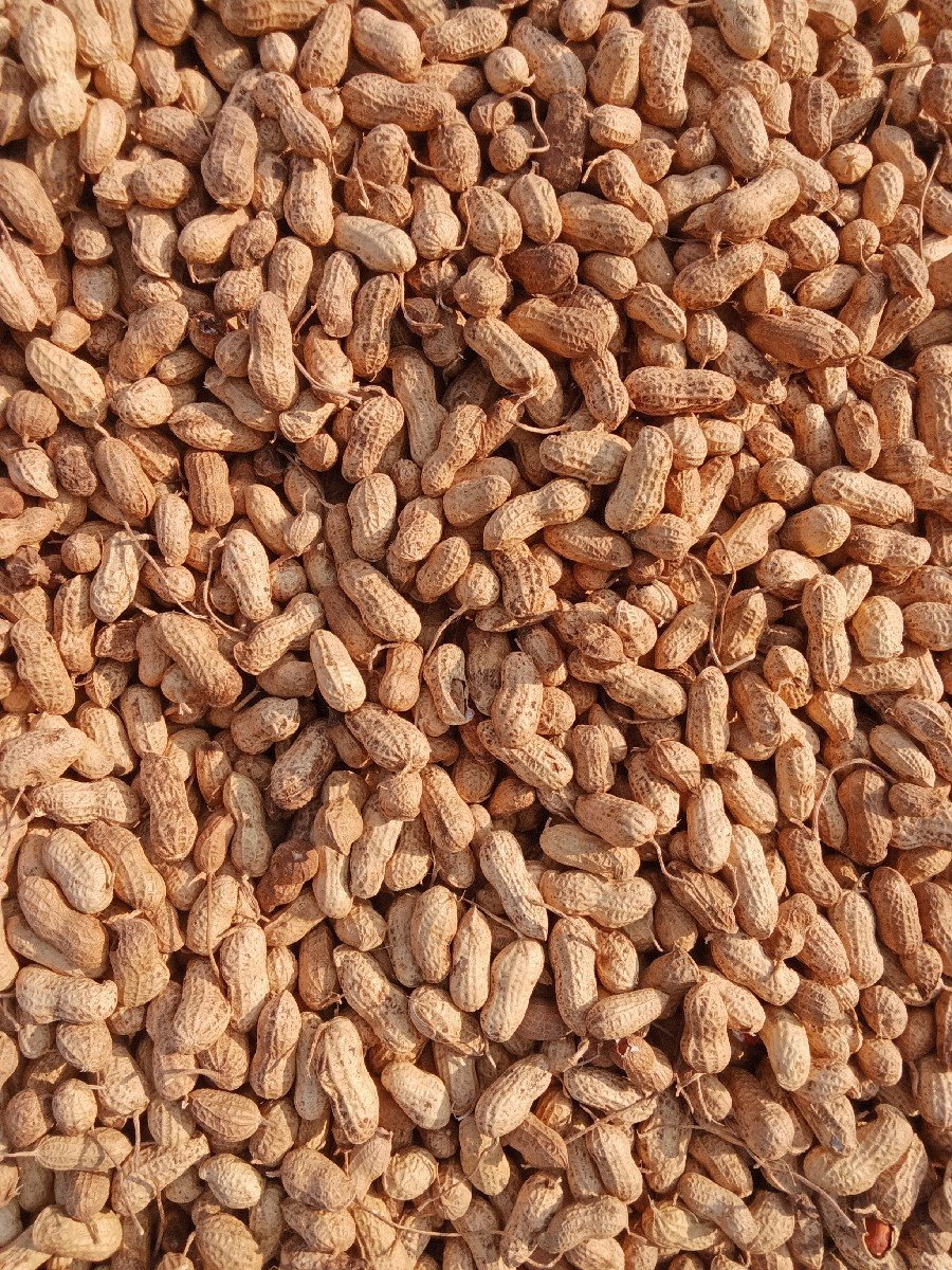 મગફળી વેચવાનીછે