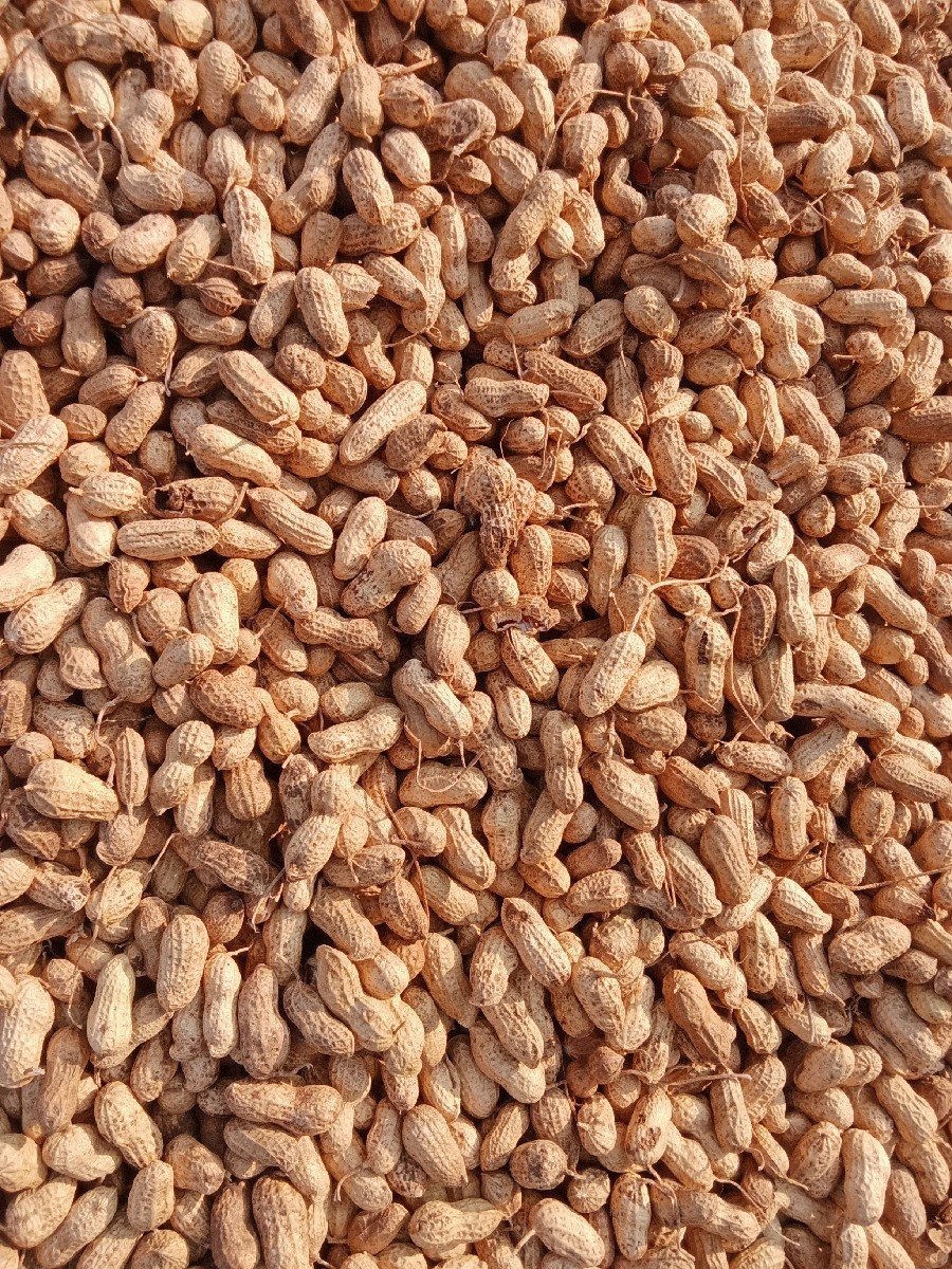 મગફળી વેચવાનીછે